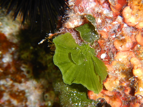 Image of Flabellia petiolata by (c) Chris Taklis, some rights reserved (CC BY)