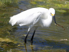 Egretta thula