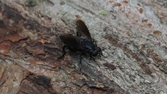 Chalcosyrphus chalybeus