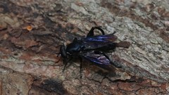 Chalcosyrphus chalybeus