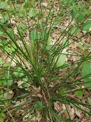 Oryzopsis asperifolia