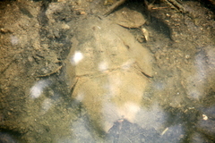 Carcinoscorpius rotundicauda