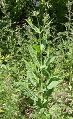 Dipsacus fullonum