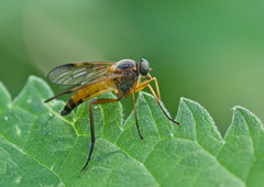 Rhagio immaculatus