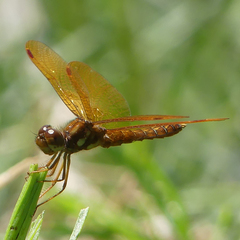 Perithemis tenera