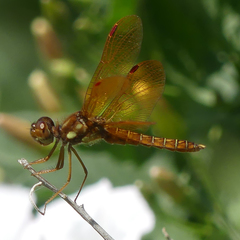 Perithemis tenera