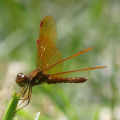 Perithemis tenera