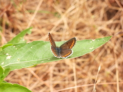 Aricia agestis