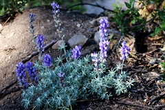 Lupinus grayi