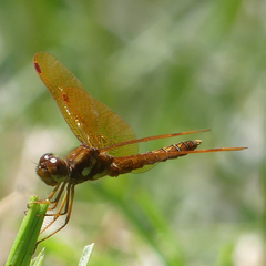 Perithemis tenera