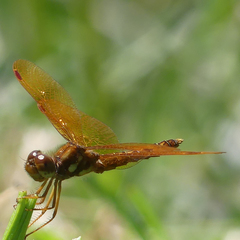 Perithemis tenera