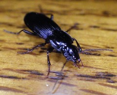 Pterostichus californicus