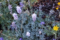 Lupinus grayi