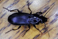 Pterostichus californicus