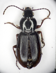 Pterostichus strenuus