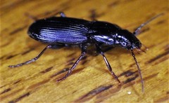 Pterostichus californicus