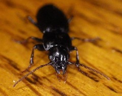 Pterostichus californicus