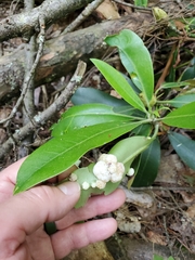 Exobasidiaceae