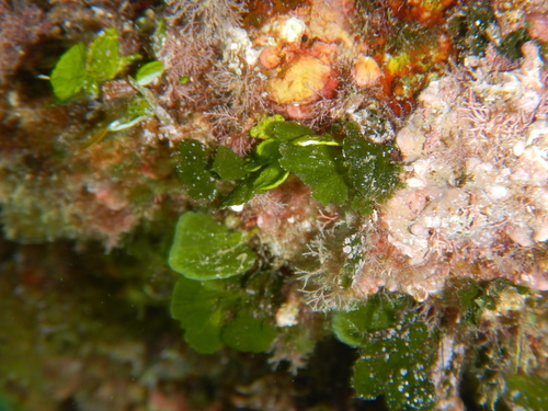 Image of Flabellia petiolata by (c) Chris Taklis, some rights reserved (CC BY)