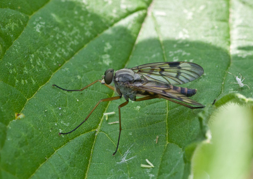 Downlooker Snipefly, 3981 Bunnik, Netherlands, photo 5 of 10