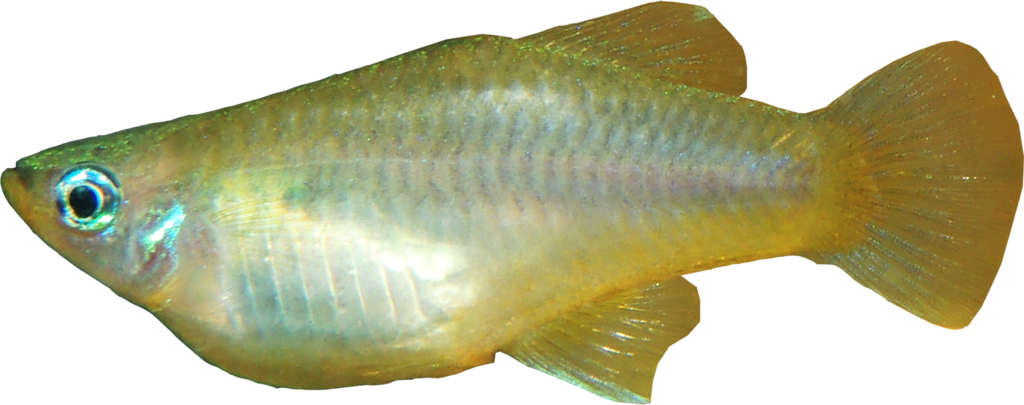 Slanke spiegelkarper (Priapella compressa) — Poeciliidae