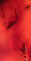 Glomeromycetes