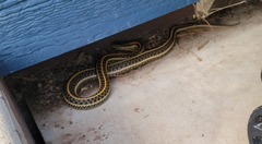 Thamnophis radix