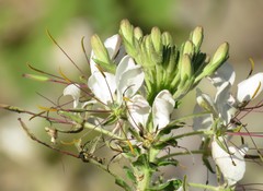 Cleome spinosa