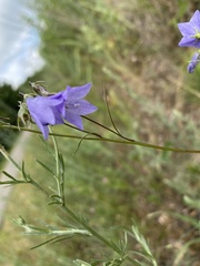 Campanula intercedens