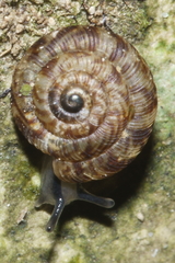 Phacussa lucetta
