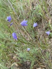Campanula intercedens