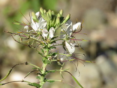 Cleome spinosa