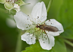 Empis livida