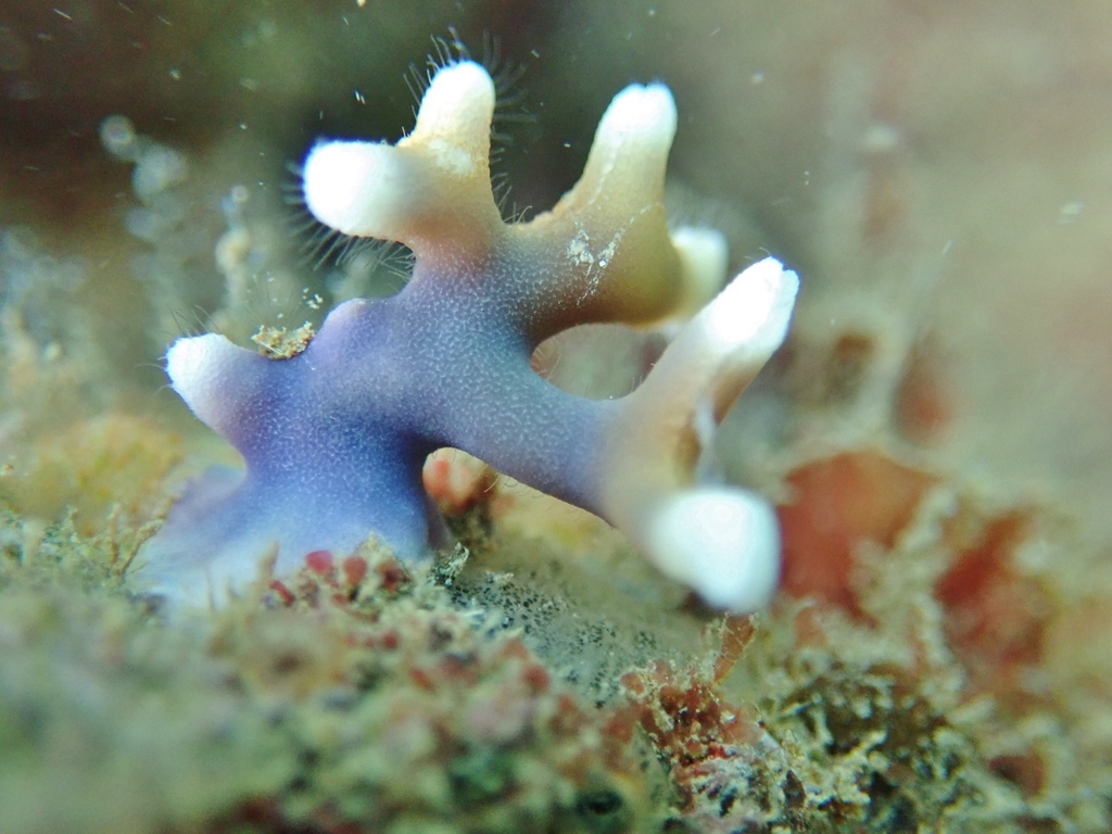 Distichopora