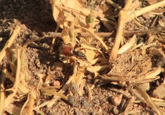 Habronattus forticulus