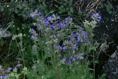 Polemonium occidentale occidentale