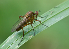 Empis livida