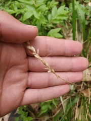 Oryzopsis asperifolia