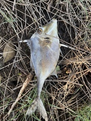 Tripodichthys angustifrons