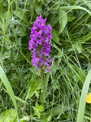 Dactylorhiza purpurella