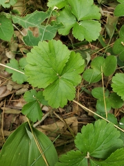 Waldsteinia