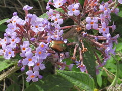 Popillia japonica