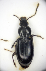 Pterostichus strenuus