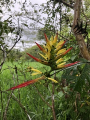 Heliconia hirsuta