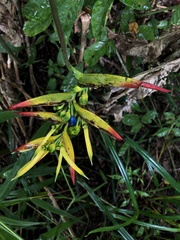 Heliconia hirsuta