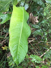 Heliconia hirsuta