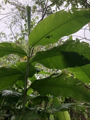 Heliconia hirsuta