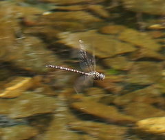 Austroaeschna unicornis