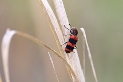 Trichodes apivorus
