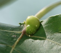 Pemphigus populicaulis